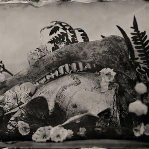 May include: A grayscale image featuring a skull and jawbone, adorned with delicate white flowers and dark green fern fronds. The composition evokes a sense of natural history and contrasts the organic elements.