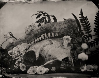 Wild Things - Deer Skull & Flowers - One-of-a-Kind Wet Plate Collodion Tintype