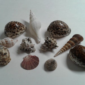 May include: A collection of 10 seashells in various shapes, sizes, and colours. The shells are a mix of brown, white, and grey with spots and stripes. Some shells are smooth, while others have a rough texture.