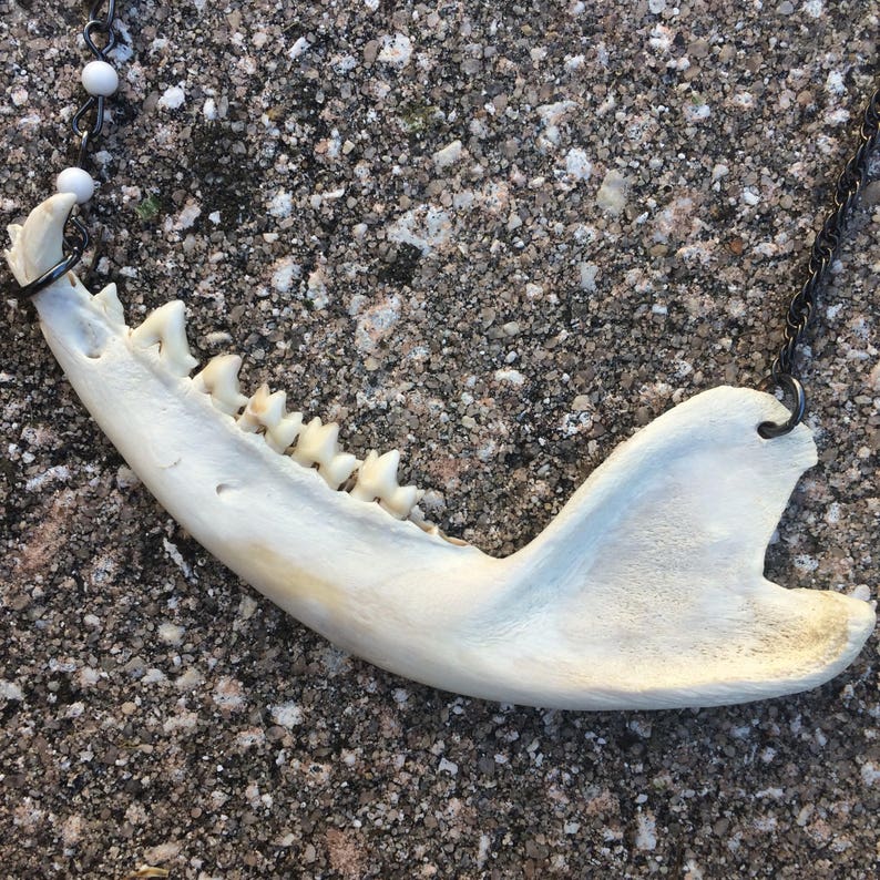 Real Opossum Jaw Necklace // Preserved Natural Teeth & Bone // | Etsy