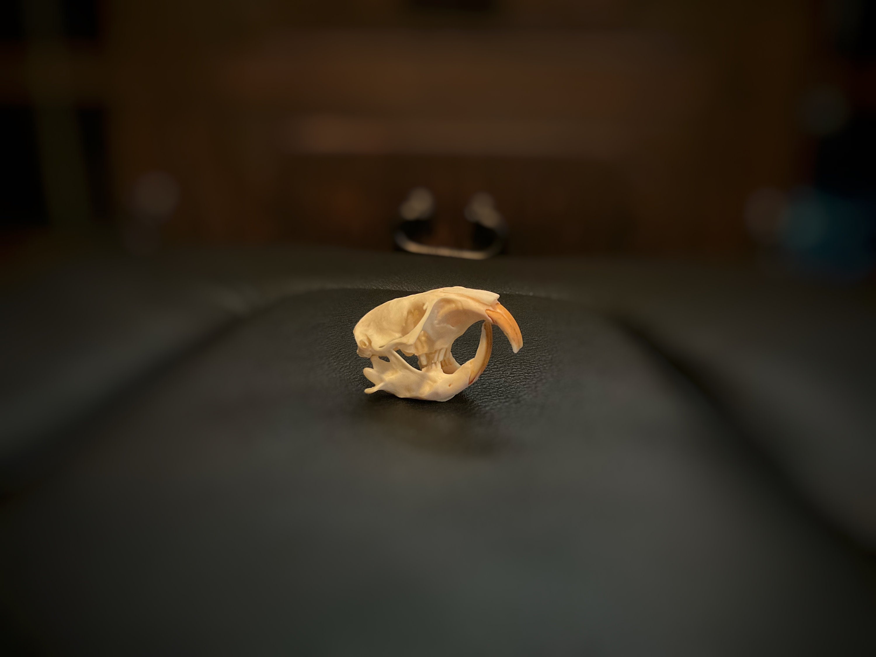 Pocket Gopher Skull Authentic Bone Great for Collectors Etsy