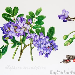 Texas Mountain Laurel II Print
