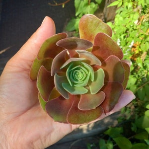 Aeonium Velour | Large Succulent Cuttings