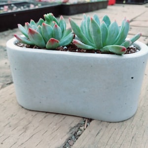May include: Two succulent plants in a white oval concrete planter. The succulents have green leaves with red tips.