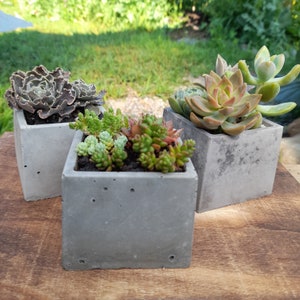 May include: Three small concrete planters with different varieties of succulents. The planters are gray and have a rough texture. The succulents are green and brown.