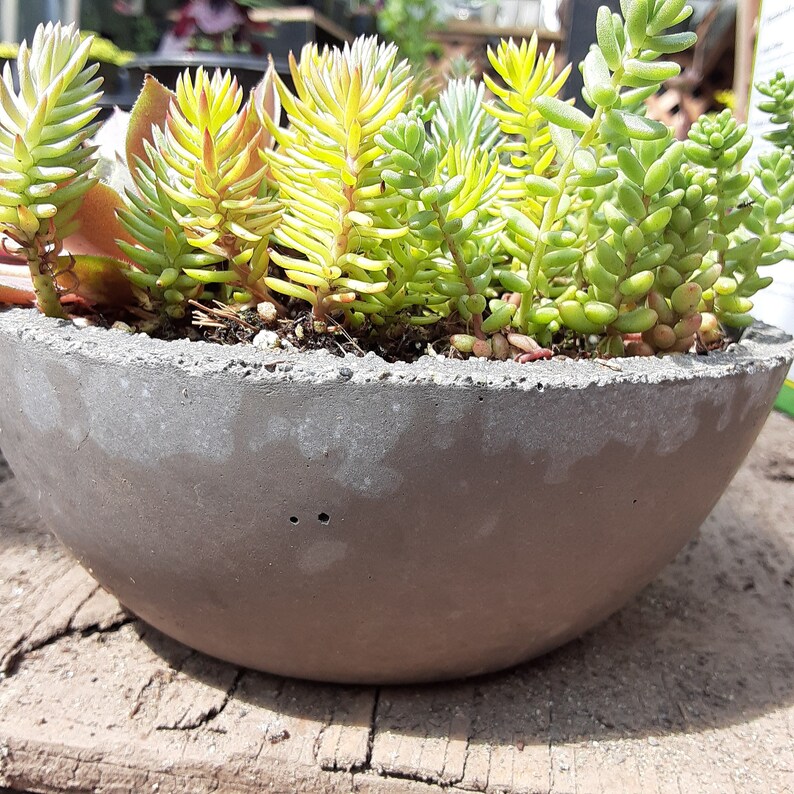 Concrete Bowl Succulent Planters NEW COLORS Etsy