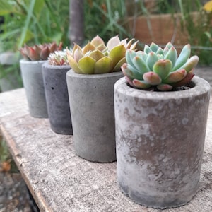 May include: Four small concrete planters with different succulents planted in them. The planters are all different shades of gray and have a rough, textured surface.