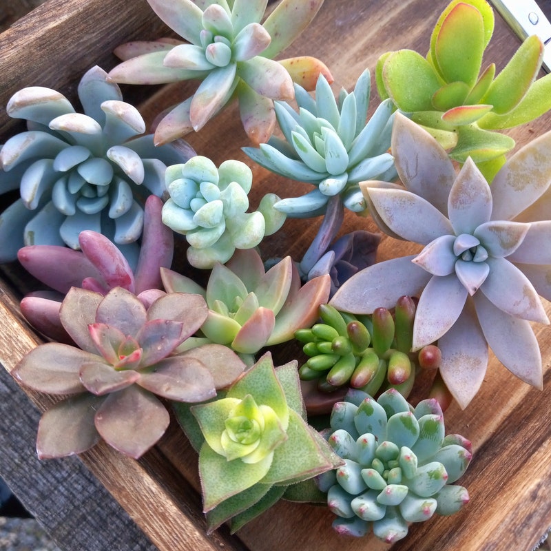 Succulent Cuttings For Sale