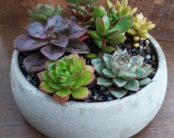 Concrete Dish Planter | Succulent & Cactus Pots | Concrete Bowl Planter