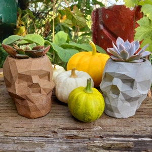 May include: Five small pumpkins in different colors and shapes, some in concrete pots shaped like skulls, with green plants growing inside.
