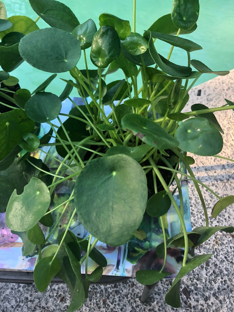 Chinese Money Plant selling actual plant in the pics Pilea peperomioides
