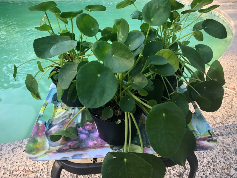 Chinese Money Plant selling actual plant in the pics Pilea peperomioides