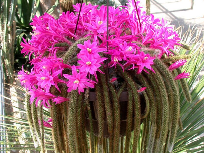 Rat tail Cactus Aporocactus Flagelliformis Exotic Succulent Etsy