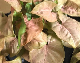 pink allusion arrowhead plant