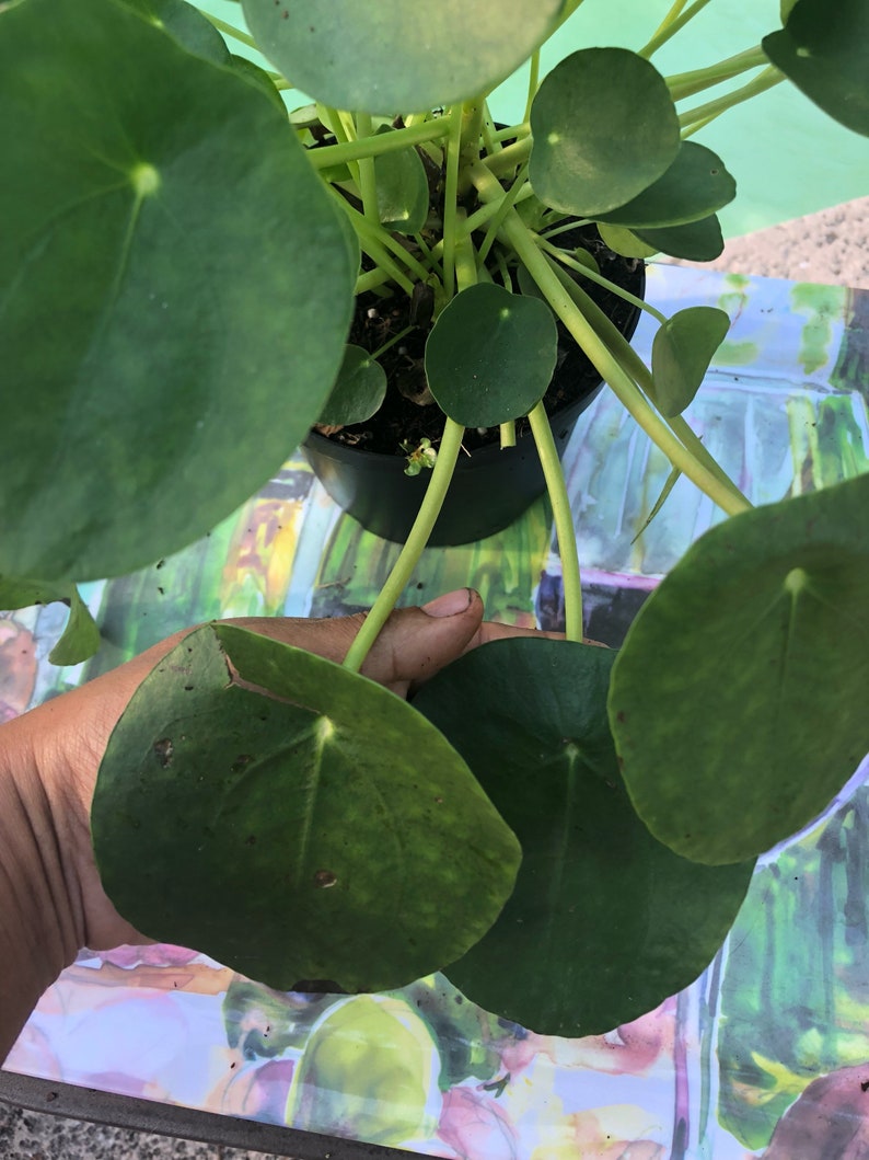 Chinese Money Plant selling actual plant in the pics Pilea peperomioides