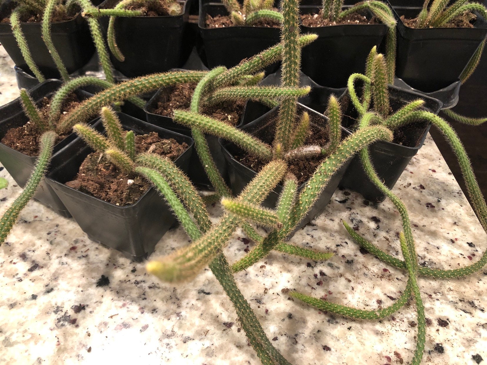Rat tail Cactus Aporocactus Flagelliformis Exotic Succulent Etsy