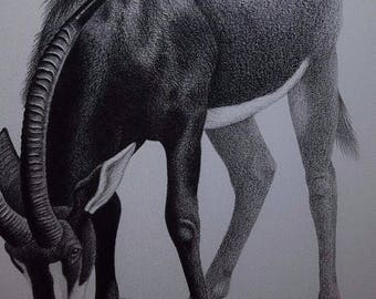 Original Charcoal GIMSBUCK from South African Artist Anthony Perkins