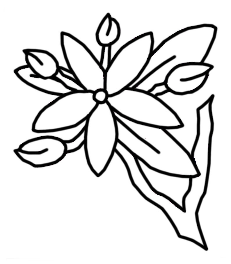 950 Coloring Page Apple Blossom Download Free Images