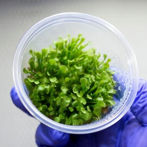 May include: A cluster of small, bright green sundew plants with visible glandular tentacles, contained within a clear, circular plastic cup. The plant foliage is dense, featuring numerous rounded leaves with fine, hair-like structures on the edges.