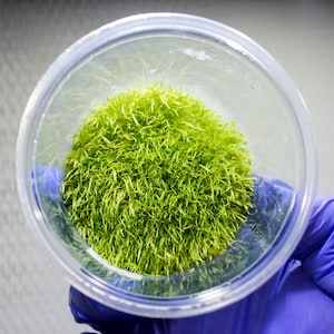 May include: A dense, vibrant green aquatic plant specimen with fine, needle-like foliage packed into a clear, circular plastic container. The plant features a uniform, moss-like texture and bright lime-green coloration throughout the entire cluster.