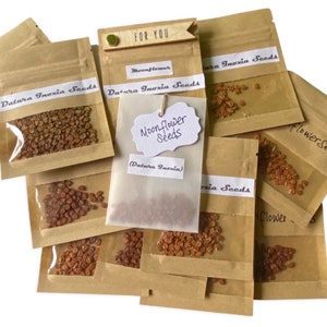 Moonflower Datura Inoxia Seeds  (Angel Trumpet) Seeds - Select 25-200 Seeds