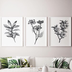 Conjunto de 3 impresiones botánicas descargables, impresión floral botánica imprimible, arte de pared botánica vintage, impresión antigua, monocromo ilustrativo