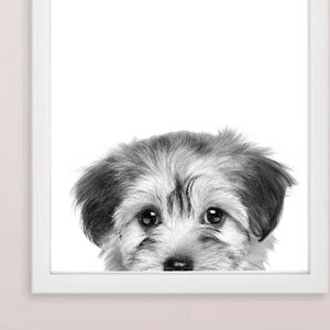 May include: A black and white photograph of a small, fluffy dog peeking out from behind a white frame. The dog has a sweet expression and its fur is soft and textured.