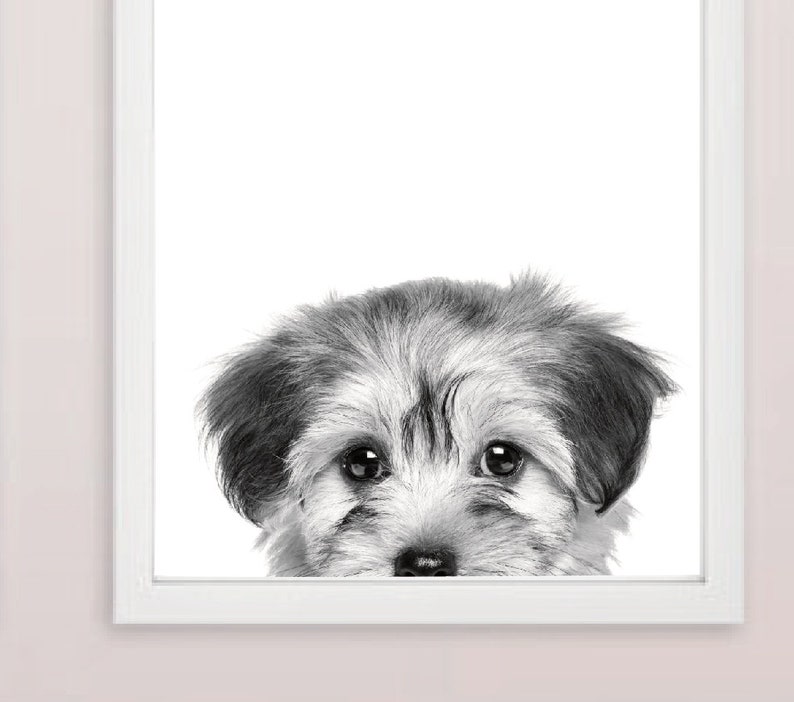 May include: A black and white photograph of a small, fluffy dog peeking out from behind a white frame. The dog has a sweet expression and its fur is soft and textured.