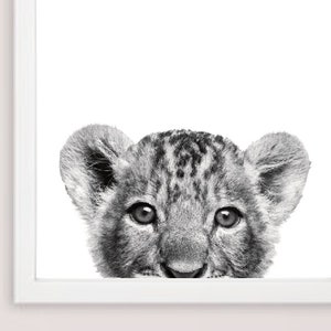 May include: A black and white photograph of a lion cub peeking over the edge of a white frame. The cub's eyes are wide open and its fur is soft and fluffy.