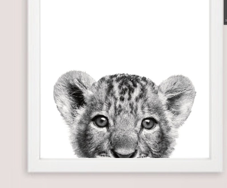 May include: A black and white photograph of a lion cub peeking over the edge of a white frame. The cub's eyes are wide open and its fur is soft and fluffy.