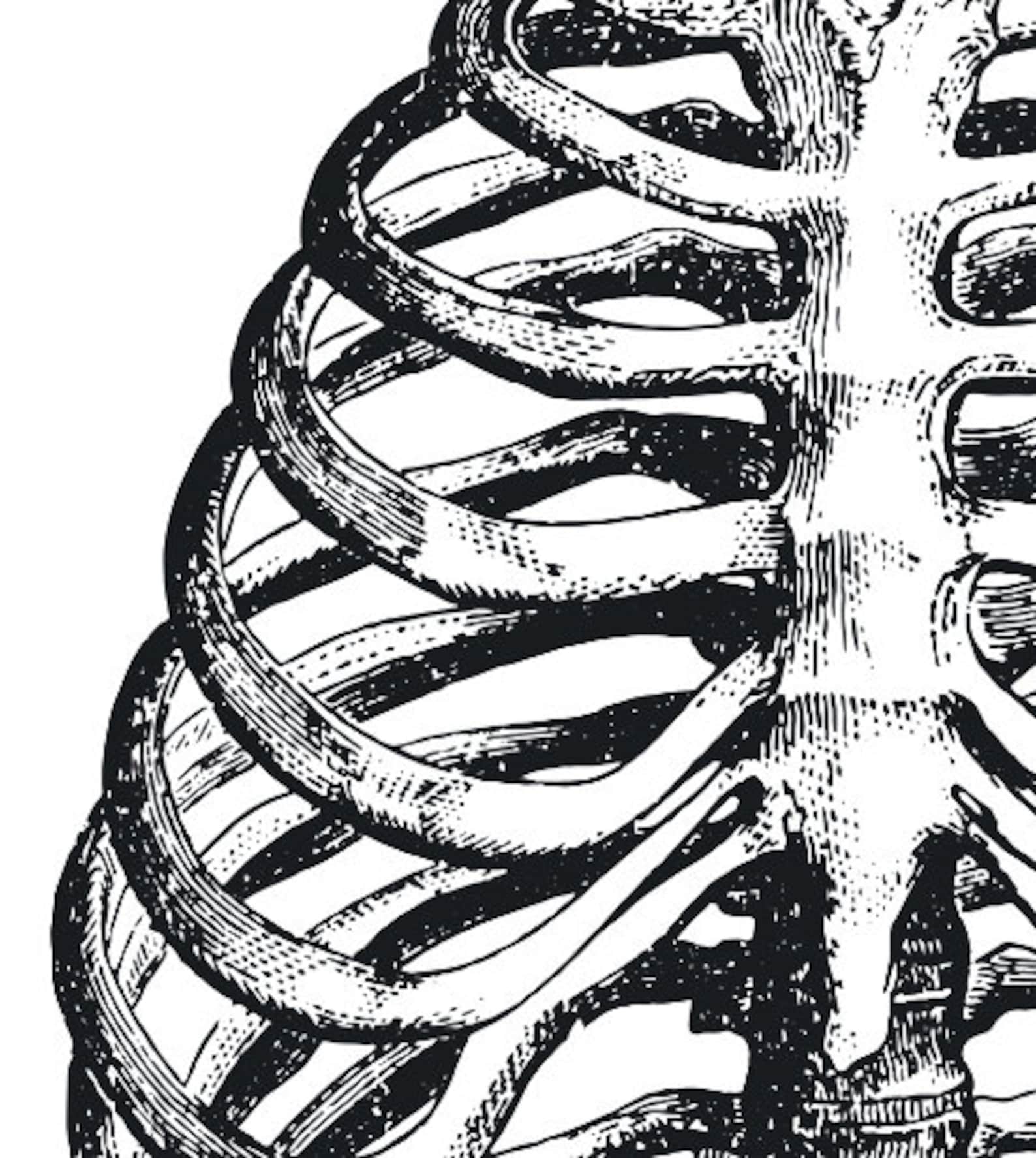 Rib Cage Illustration Print Black and White Wall Art Etsy