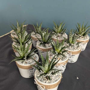 Peut inclure: Plusieurs petits pots de succulentes. Chaque pot blanc est orné d'une bande de ficelle de jute et rempli de petits galets. Les succulentes ont des feuilles rayées vertes et blanches, créant un arrangement attrayant.