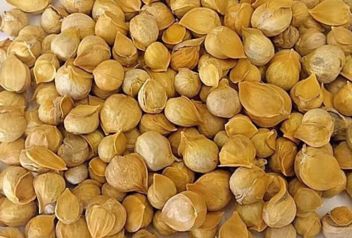 Ajo japones 150 Japanese garlics Etsy