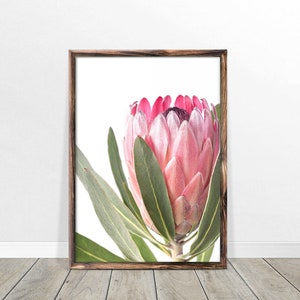 Protea Print, Flower Wall Art, Printable Poster, Digital Download, Australian Native Photography, Pink Flower Decor, Botanical Native Print
