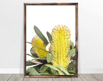 Banksia Print Digital Download - Australian Native Photography Flower Wall Art Yellow Flower Print Australian Flowers Botanical Native Print