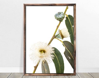 Eucalyptus Print Digital Download - Australian Native Flowering Gum Flower Photography Flower Wall Art Australian Flowers Botanical Print