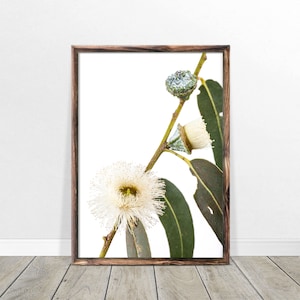 Eucalyptus Print Digital Download - Australian Native Flowering Gum Flower Photography Flower Wall Art Australian Flowers Botanical Print