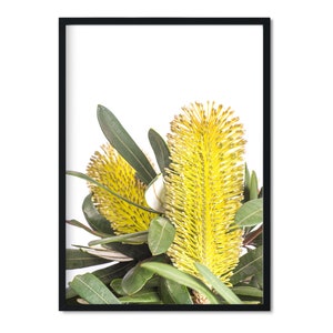 Op de afbeelding: Een close-up van gele Banksia-bloemen met groene bladeren tegen een witte achtergrond.