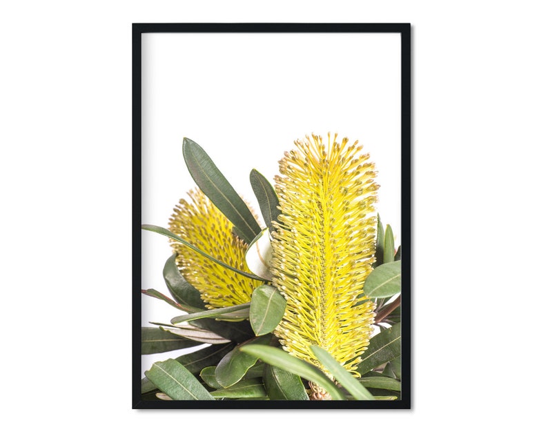 Op de afbeelding: Een close-up van gele Banksia-bloemen met groene bladeren tegen een witte achtergrond.