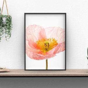 May include: A framed print of a single pink poppy flower with a yellow center, against a white background.