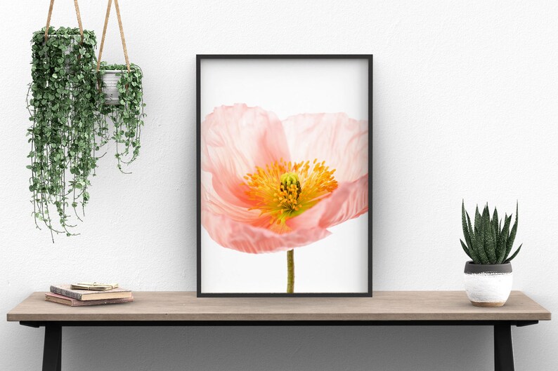 May include: A framed print of a single pink poppy flower with a yellow center, against a white background.
