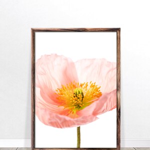 May include: A framed print of a single pink poppy flower with a yellow center. The flower is isolated on a white background.