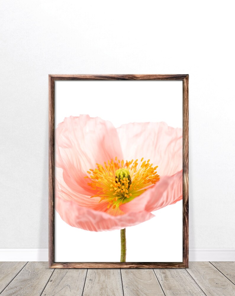 May include: A framed print of a single pink poppy flower with a yellow center. The flower is isolated on a white background.