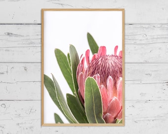 Protea Print, Flower Wall Art, Printable Poster, Digital Download, Australian Native Photography, Pink Flower Decor, Botanical Native Print