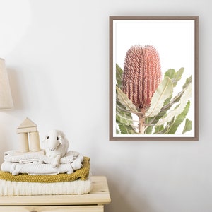May include: A framed print of a pink and green Banksia flower with a white background.
