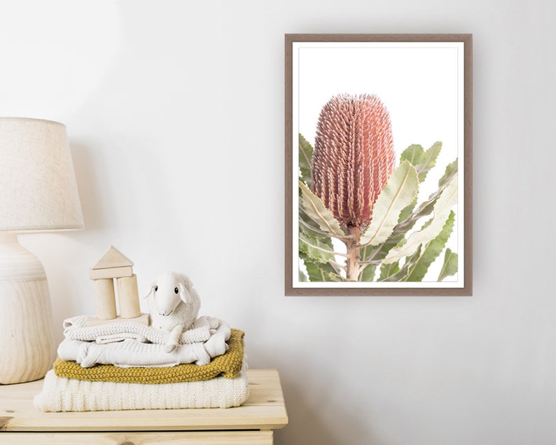 May include: A framed print of a pink and green Banksia flower with a white background.