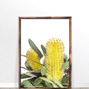 Op de afbeelding: Een ingelijste print van een gele bloem met groene bladeren op een witte achtergrond. De bloem is een soort Australische inheemse bloem.