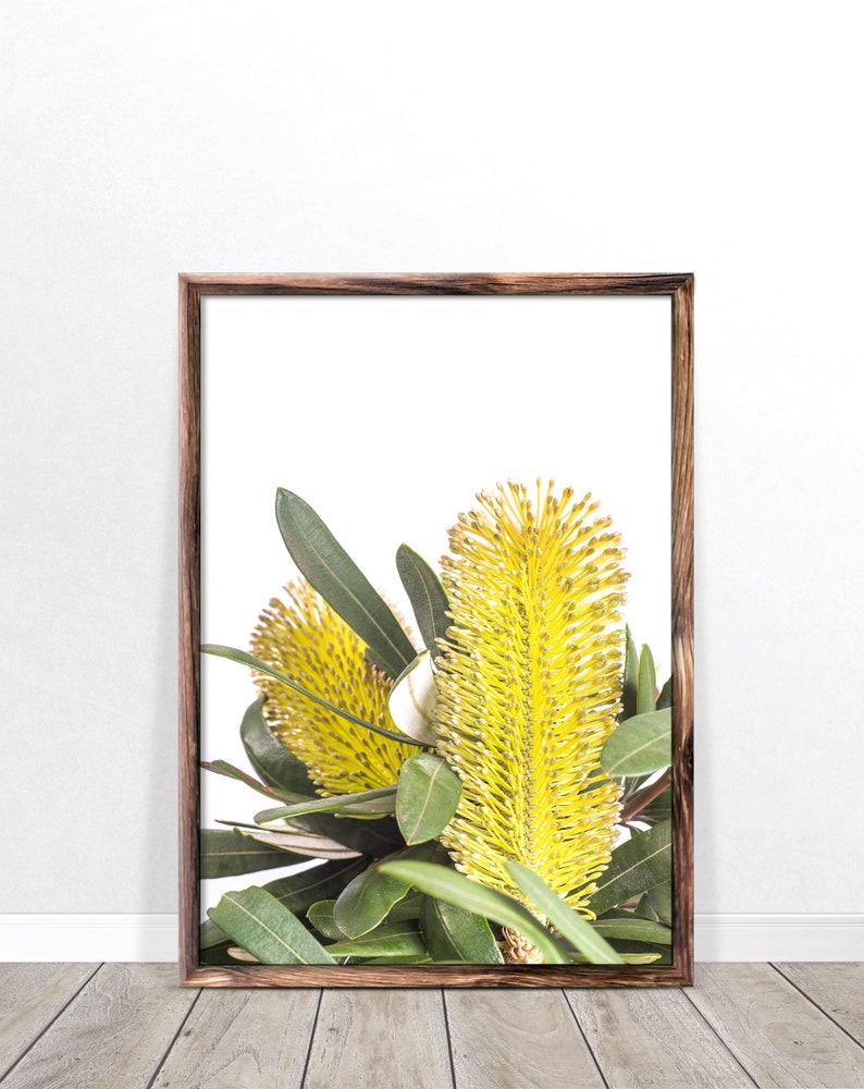 Op de afbeelding: Een ingelijste print van een gele bloem met groene bladeren op een witte achtergrond. De bloem is een soort Australische inheemse bloem.