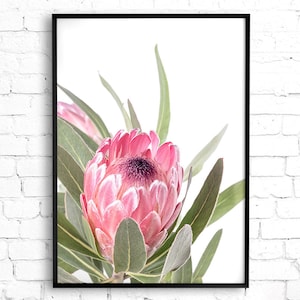 Australian Native Protea Photograph, Protea Flower Wall Art, Digital Download Pink Flower Decor, Botanical Print, Printable Wall Art