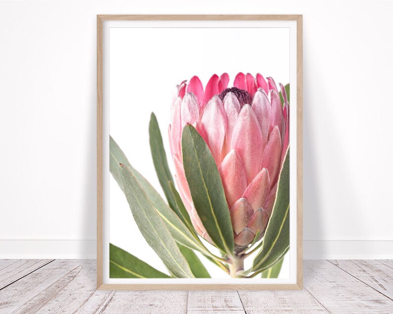 Protea Print Flower Wall Art Printable Poster Digital Etsy Australia